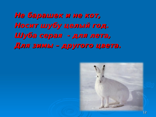 Не барашек и не кот, Носит шубу целый год. Шуба серая - для лета, Для зимы – другого цвета.  