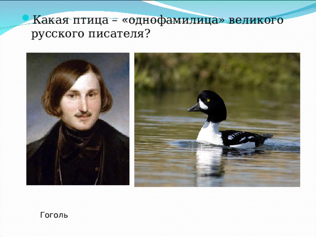 Какая птица – «однофамилица» великого русского писателя? Гоголь 