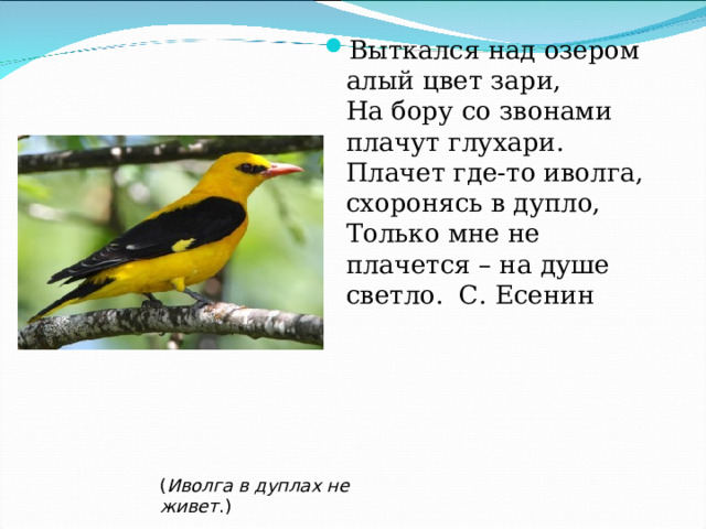 Выткался над озером алый цвет зари,  На бору со звонами плачут глухари.  Плачет где-то иволга, схоронясь в дупло,  Только мне не плачется – на душе светло. С. Есенин ( Иволга в дуплах не живет .) 