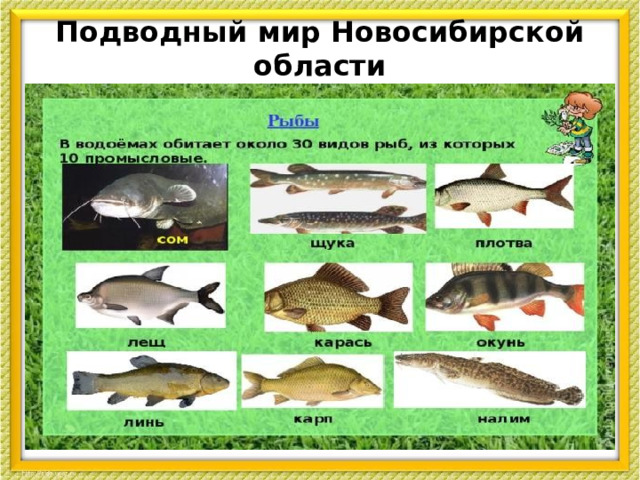 Подводный мир Новосибирской области  