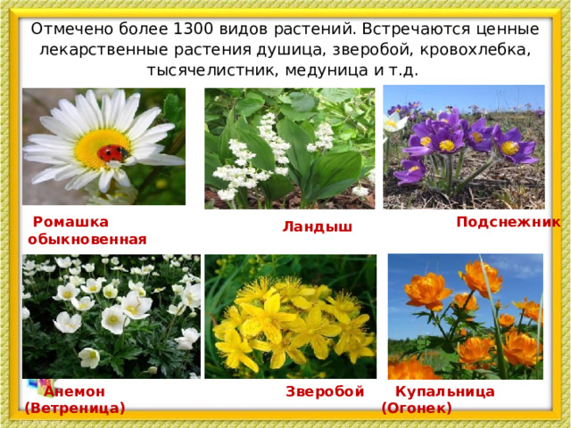 Отмечено более 1300 видов растений. Встречаются ценные лекарственные растения душица, зверобой, кровохлебка, тысячелистник, медуница и т.д.    Ромашка обыкновенная  Подснежник  Ландыш  Купальница (Огонек)  Анемон (Ветреница)  Зверобой  