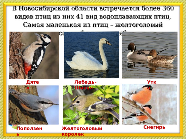 В Новосибирской области встречается более 360 видов птиц из них 41 вид водоплавающих птиц. Самая маленькая из птиц – желтоголовый королек, а самая большая – лебедь-шипун. Дятел Лебедь-  Шипун Утка  Снегирь Поползень Желтоголовый королек  