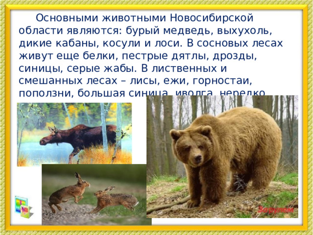  Основными животными Новосибирской области являются: бурый медведь, выхухоль, дикие кабаны, косули и лоси. В сосновых лесах живут еще белки, пестрые дятлы, дрозды, синицы, серые жабы. В лиственных и смешанных лесах – лисы, ежи, горностаи, поползни, большая синица, иволга, нередко встречаются волки.    