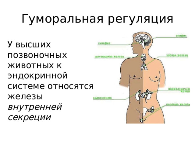 Нейрогуморальная регуляция 6 класс биология презентация