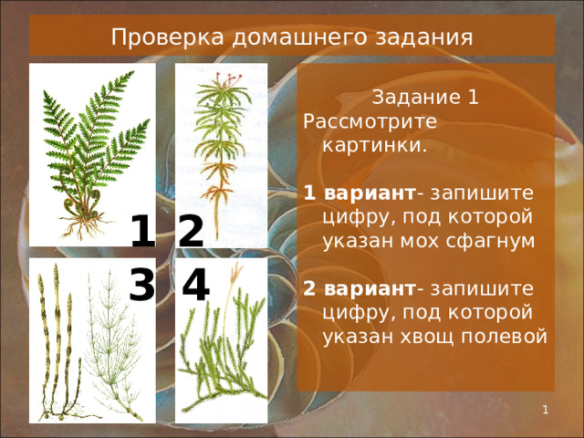  Проверка домашнего задания   Задание 1 Рассмотрите картинки. 1 вариант - запишите цифру, под которой указан мох сфагнум 2 вариант - запишите цифру, под которой указан хвощ полевой 1 2 3 4 01.11.22  