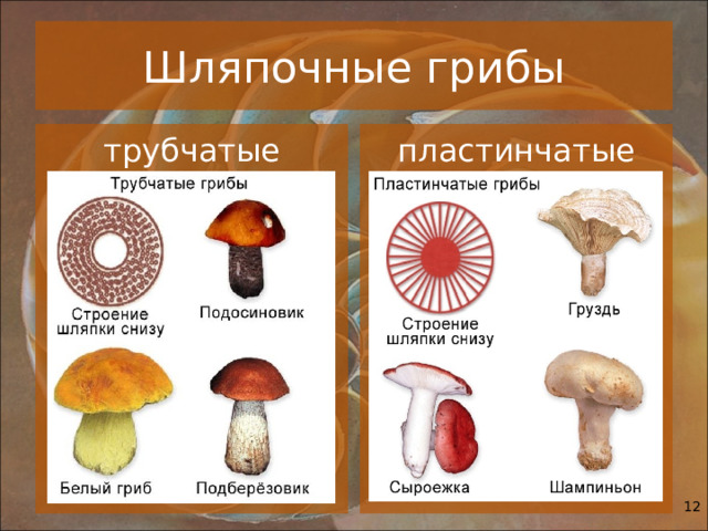 Шляпочные грибы трубчатые пластинчатые  