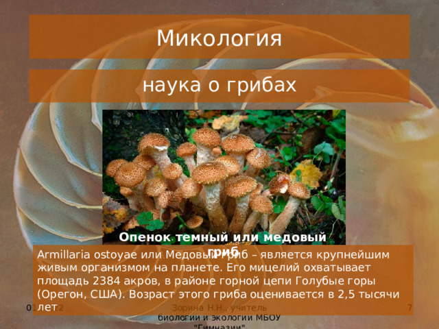 Микология наука о грибах Опенок темный или медовый гриб Armillaria ostoyae или Медовый гриб – является крупнейшим живым организмом на планете. Его мицелий охватывает площадь 2384 акров, в районе горной цепи Голубые горы (Орегон, США). Возраст этого гриба оценивается в 2,5 тысячи лет 01.11.22 Зорина Н.Н., учитель биологии и экологии МБОУ 