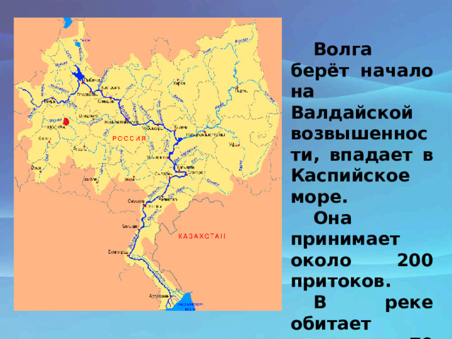 Волга берёт начало на Валдайской возвышенности, впадает в Каспийское море. Она принимает около 200 притоков. В реке обитает около 70 видов рыб. 