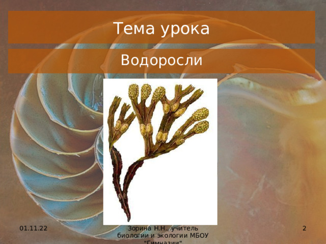 Тема урока Водоросли 01.11.22  Зорина Н.Н., учитель биологии и экологии МБОУ 