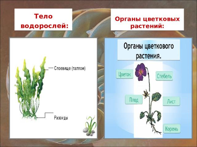 Тело  водорослей: Органы цветковых растений: 