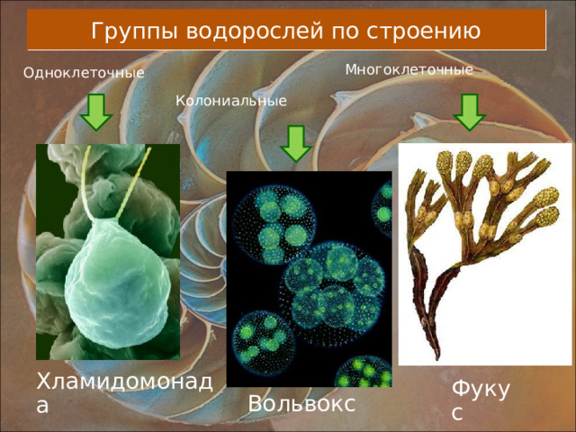 Группы водорослей по строению Многоклеточные Одноклеточные Колониальные Хламидомонада Фукус Вольвокс 
