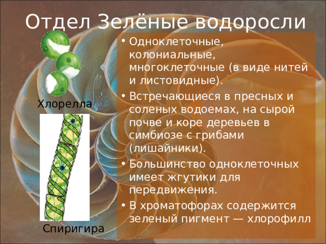 Отдел Зелёные водоросли Одноклеточные, колониальные, многоклеточные (в виде нитей и листовидные). Встречающиеся в пресных и соленых водоемах, на сырой почве и коре деревьев в симбиозе с грибами (лишайники). Большинство одноклеточных имеет жгутики для передвижения. В хроматофорах содержится зеленый пигмент — хлорофилл Хлорелла Спиригира 