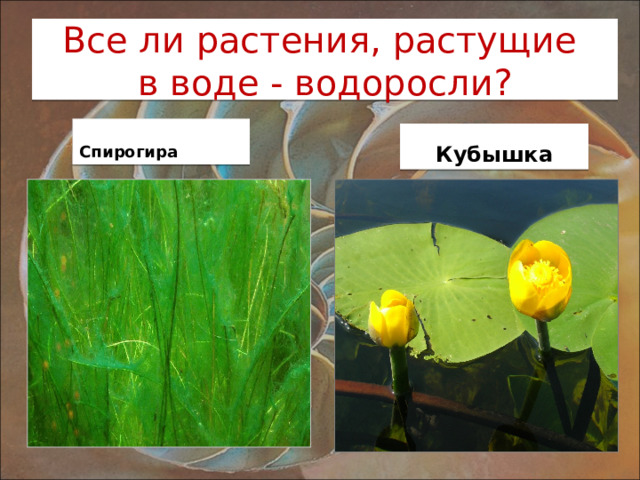 Все ли растения, растущие  в воде - водоросли?  Спирогира Кубышка 