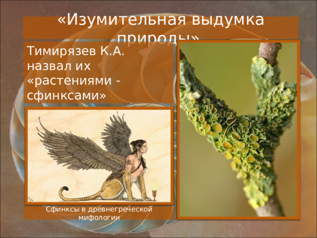 «Изумительная выдумка природы» Тимирязев К.А. назвал их «растениями - сфинксами» Сфинксы в древнегреческой мифологии 