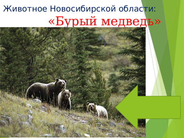 Животное Новосибирской области: «Бурый медведь» 