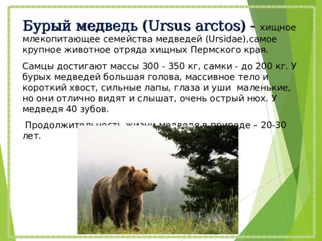Бурый медведь (Ursus arctos) - хищное млекопитающее семейства медведей (Ursidae),самое крупное животное отряда хищных Пермского края. Самцы достигают массы 300 - 350 кг, самки - до 200 кг. У бурых медведей большая голова, массивное тело и короткий хвост, сильные лапы, глаза и уши маленькие, но они отлично видят и слышат, очень острый нюх. У медведя 40 зубов.  Продолжительность жизни медведя в природе – 20-30 лет. 