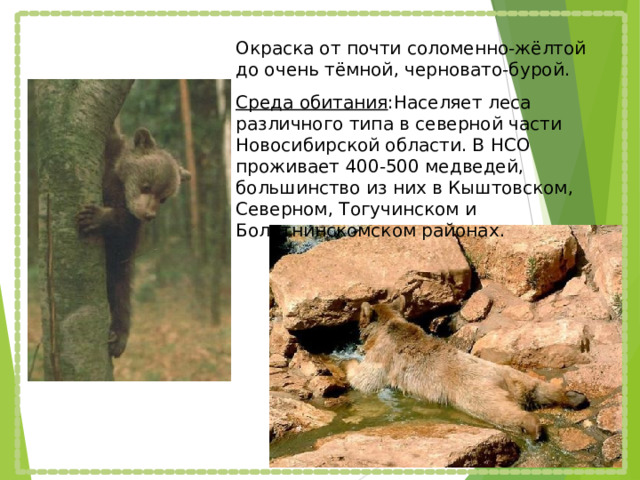 Окраска от почти соломенно-жёлтой до очень тёмной, черновато-бурой. Среда обитания :Населяет леса различного типа в северной части Новосибирской области. В НСО проживает 400-500 медведей, большинство из них в Кыштовском, Северном, Тогучинском и Болотнинскомском районах. 