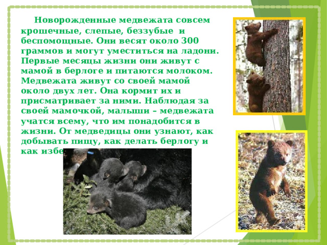   Новорожденные медвежата совсем крошечные, слепые, беззубые и беспомощные. Они весят около 300 граммов и могут уместиться на ладони. Первые месяцы жизни они живут с мамой в берлоге и питаются молоком. Медвежата живут со своей мамой около двух лет. Она кормит их и присматривает за ними. Наблюдая за своей мамочкой, малыши – медвежата учатся всему, что им понадобится в жизни. От медведицы они узнают, как добывать пищу, как делать берлогу и как избежать опасности. 