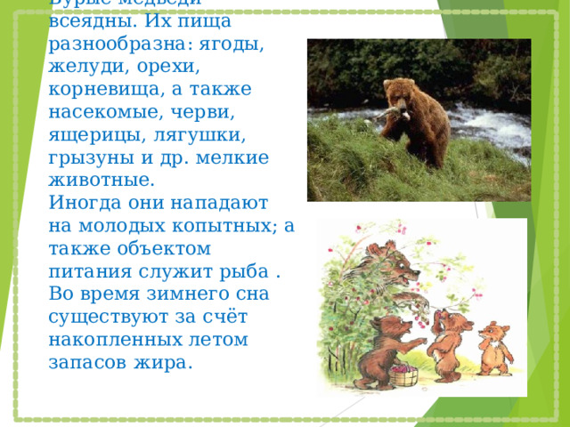  Бурые медведи всеядны. Их пища разнообразна: ягоды, желуди, орехи, корневища, а также насекомые, черви, ящерицы, лягушки, грызуны и др. мелкие животные.  Иногда они нападают на молодых копытных; а также объектом питания служит рыба .  Во время зимнего сна существуют за счёт накопленных летом запасов  жира. 