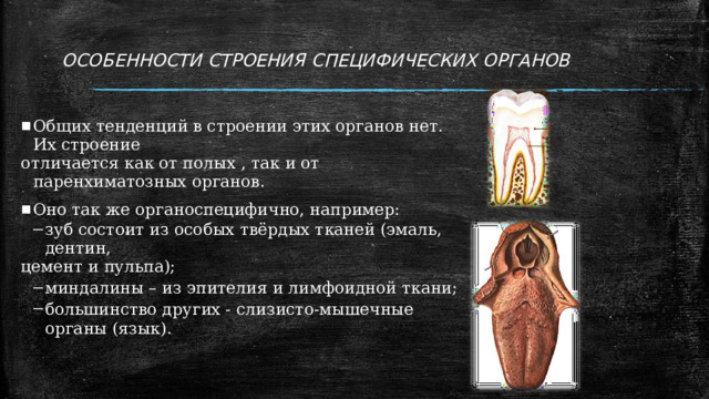 ОСОБЕННОСТИ СТРОЕНИЯ СПЕЦИФИЧЕСКИХ ОРГАНОВ Общих тенденций в строении этих органов нет. Их строение отличается как от полых , так и от паренхиматозных органов. Оно так же органоспецифично, например: зуб состоит из особых твёрдых тканей (эмаль, дентин, зуб состоит из особых твёрдых тканей (эмаль, дентин, цемент и пульпа); миндалины – из эпителия и лимфоидной ткани; большинство других - слизисто-мышечные органы (язык). миндалины – из эпителия и лимфоидной ткани; большинство других - слизисто-мышечные органы (язык). 