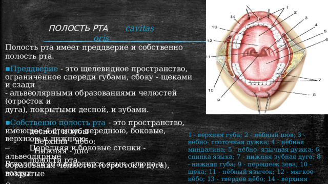 Полость рта стенки отделы содержимое