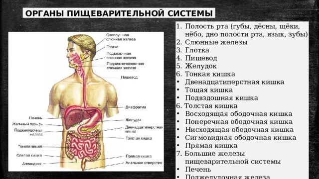 ОРГАНЫ ПИЩЕВАРИТЕЛЬНОЙ СИСТЕМЫ Полость рта (губы, дёсны, щёки, нёбо, дно полости рта, язык, зубы) Слюнные железы Глотка Пищевод Желудок Тонкая кишка Двенадцатиперстная кишка Тощая кишка Подвздошная кишка 6. Толстая кишка Восходящая ободочная кишка Поперечная ободочная кишка Нисходящая ободочная кишка Сигмовидная ободочная кишка Прямая кишка 7. Большие железы пищеварительной системы Печень Поджелудочная железа 