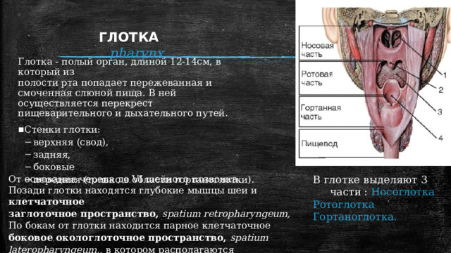 ГЛОТКА  pharynx Глотка - полый орган, длиной 12-14см, в который из полости рта попадает пережеванная и смоченная слюной пища. В ней осуществляется перекрест пищеварительного и дыхательного путей. Стенки глотки: верхняя (свод), задняя, боковые передняя (только в области гортаноглотки). верхняя (свод), задняя, боковые передняя (только в области гортаноглотки). От основания черепа до VI шейного позвонка. Позади глотки находятся глубокие мышцы шеи и клетчаточное заглоточное пространство, spatium retropharyngeum, По бокам от глотки находится парное клетчаточное боковое окологлоточное пространство, spatium lateropharyngeum,, в котором располагаются внутренняя сонная артерия и внутренняя яремная вена. В глотке выделяют 3 части : Носоглотка Ротоглотка Гортаноглотка. 