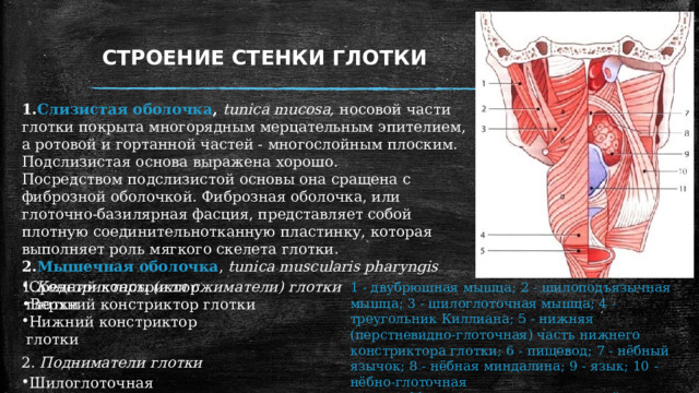 Стенка пищевода образует складки за счет