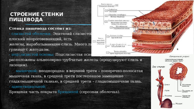 СТРОЕНИЕ СТЕНКИ ПИЩЕВОДА Стенка пищевода состоит из : - слизистой оболочки. Эпителий слизистой оболочки многослойный плоский неороговевающий, есть железы, вырабатывающие слизь. Много лимфоидных фолликулов на границе с желудком. - подслизистой основы; Подслизистая основа - развита, в ней расположены альвеолярно-трубчатые железы (продуцируют слизь и лизоцим). -  мышечной; неоднородна: в верхней трети – поперечно-полосатая мышечная ткань, в средней трети постепенное замещение гладкомышечной тканью, в средней трети – гладкомышечная ткань. - адвентициальной; Брюшная часть покрыта брюшиной (серозная оболочка). 