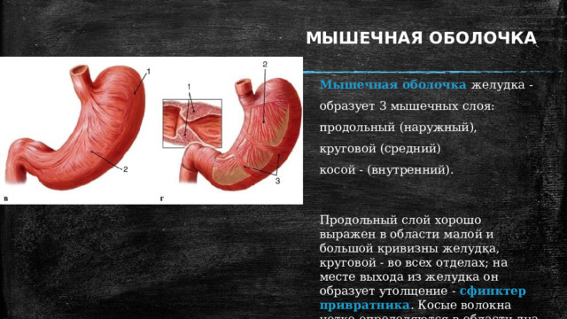 МЫШЕЧНАЯ ОБОЛОЧКА Мышечная оболочка желудка - образует 3 мышечных слоя: продольный (наружный), круговой (средний) косой - (внутренний). Продольный слой хорошо выражен в области малой и большой кривизны желудка, круговой - во всех отделах; на месте выхода из желудка он образует утолщение - сфинктер привратника . Косые волокна четко определяются в области дна и тела. При их сокращении от общей полости желудка может отделяться канал вдоль малой кривизны для прохождения жидкой части пищи. Сокращение мышечной оболочки желудка способствует разминанию пищи, перемешиванию, продвижению по направлению к выходу. Волнообразные сокращения желудка от входа к выходу называются перистальтическими . 