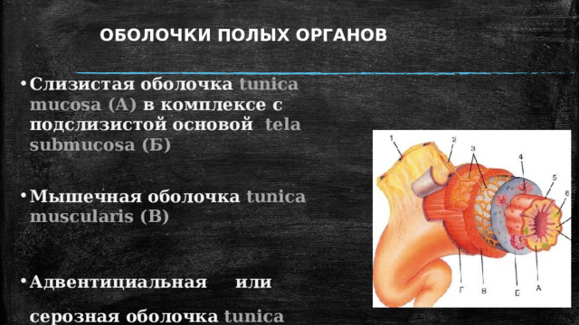 Трещины заднего прохода это дефект слоев а всей стенки б мышечного в подслизистого г слизистого