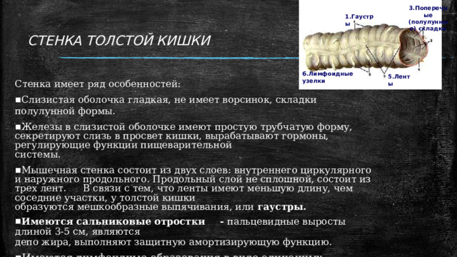 Вздутия стенки толстого кишечника называются а сфинктерами б клапанами в гаустрами г складками