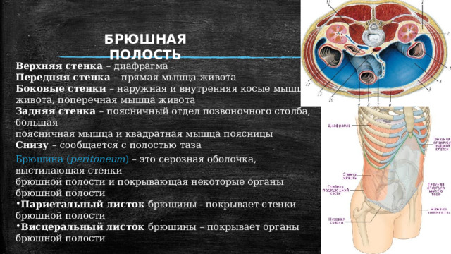 БРЮШНАЯ ПОЛОСТЬ Верхняя стенка – диафрагма Передняя стенка – прямая мышца живота Боковые стенки – наружная и внутренняя косые мышцы живота, поперечная мышца живота Задняя стенка – поясничный отдел позвоночного столба, большая поясничная мышца и квадратная мышца поясницы Снизу – сообщается с полостью таза Брюшина ( peritoneum ) – это серозная оболочка, выстилающая стенки брюшной полости и покрывающая некоторые органы брюшной полости Париетальный листок брюшины - покрывает стенки брюшной полости Висцеральный листок брюшины – покрывает органы брюшной полости Забрюшинное пространство располагается на задней стенки полости живота между брюшиной и внутрибрюшной фасцией, заполнена жировой клетчаткой и расположенными в ней  органами (двенадцатиперстная кишка, поджелудочная железа, надпочечники, почки, мочеточники, аорта, нижняя полая вена) 