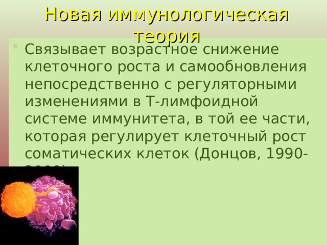 Новая иммунологическая теория   Связывает возрастное снижение клеточного роста и самообновления непосредственно с регуляторными изменениями в Т-лимфоидной системе иммунитета, в той ее части, которая регулирует клеточный рост соматических клеток (Донцов, 1990-2000).   