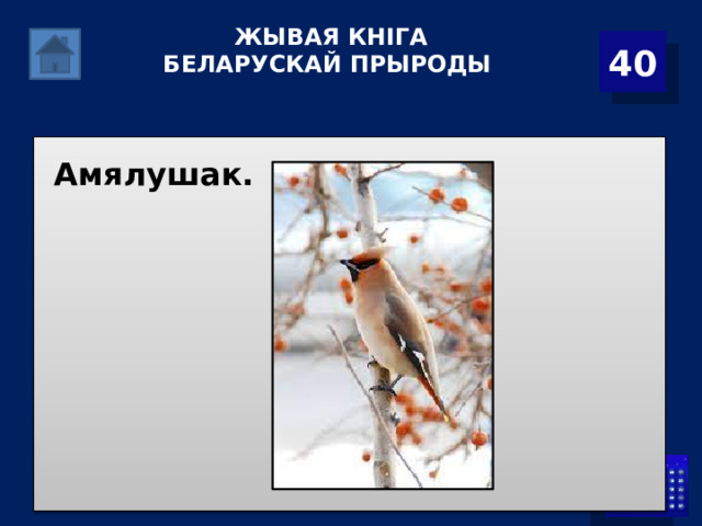  ЖЫВАЯ КНІГА БЕЛАРУСКАЙ ПРЫРОДЫ   40 Амялушак. 