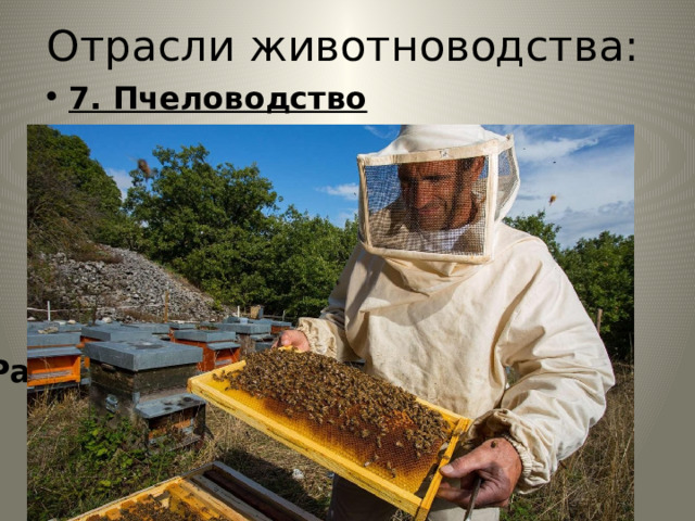 Отрасли животноводства: 7. Пчеловодство Продукция: мёд, прополис, воск Размещение отрасли Повсеместно. 