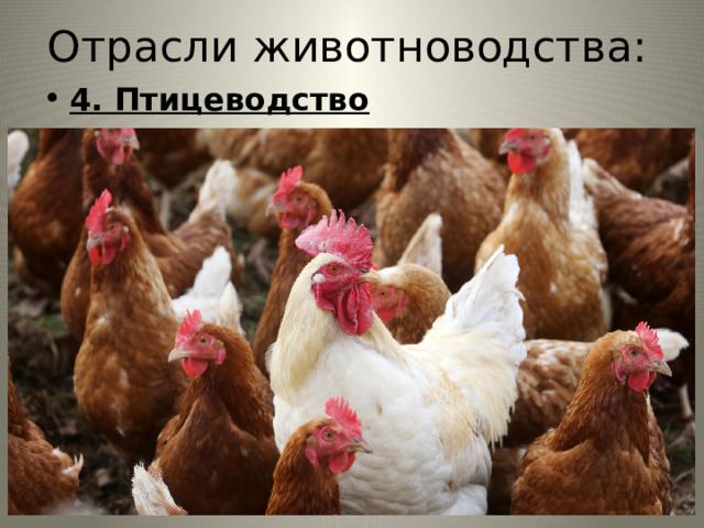 Отрасли животноводства: 4. Птицеводство Продукция: мясо, яйца, перо Размещение отрасли Повсеместно, вблизи крупных городов. 