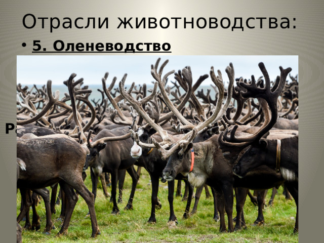 Отрасли животноводства: 5. Оленеводство Продукция: мясо, молоко, кожа Размещение отрасли Северные районы России 