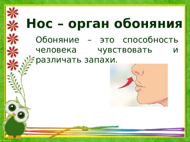 Нос – орган обоняния Обоняние – это способность человека чувствовать и различать запахи. 