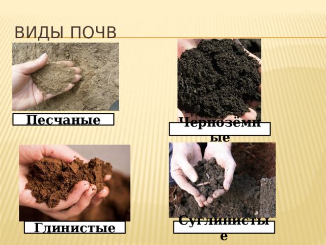 Презентация к уроку "Почва". 3 класс.