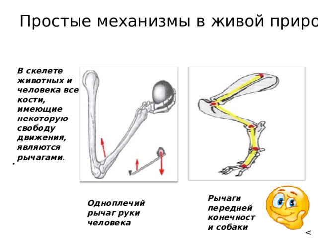 Простые механизмы в живой природе В скелете животных и человека все кости, имеющие некоторую свободу движения, являются рычагами .  . Рычаги передней конечности собаки Одноплечий рычаг руки человека 