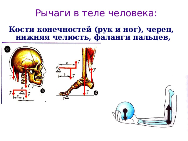 Рычаги в теле человека: Кости конечностей (рук и ног), череп, нижняя челюсть, фаланги пальцев, свод стопы. 