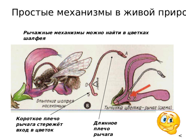 Простые механизмы в живой природе Рычажные механизмы можно найти в цветках шалфея Короткое плечо рычага стережёт вход в цветок Длинное плечо рычага 