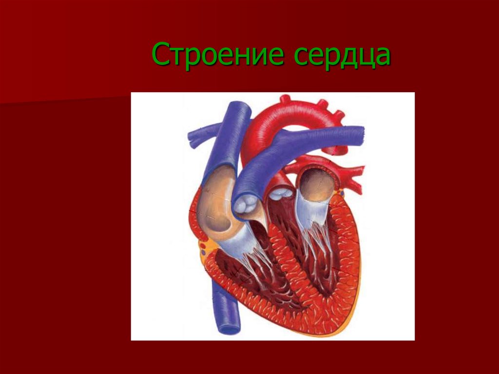 Сердце человека рисунок биология