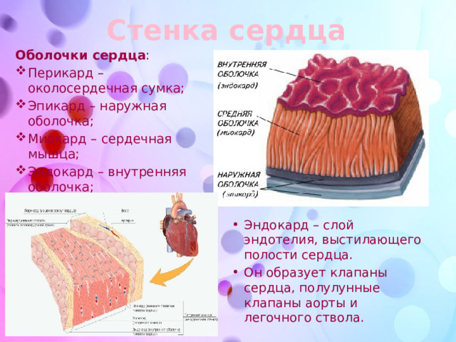 Из каких слоев состоит стенка сердца