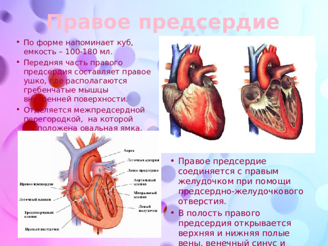 3 в левое предсердие впадают. Предсердия анатомия ушки сердца-. Правое предсердие сердца анатомия. Строение левого предсердия. Сердце прав предсердие.