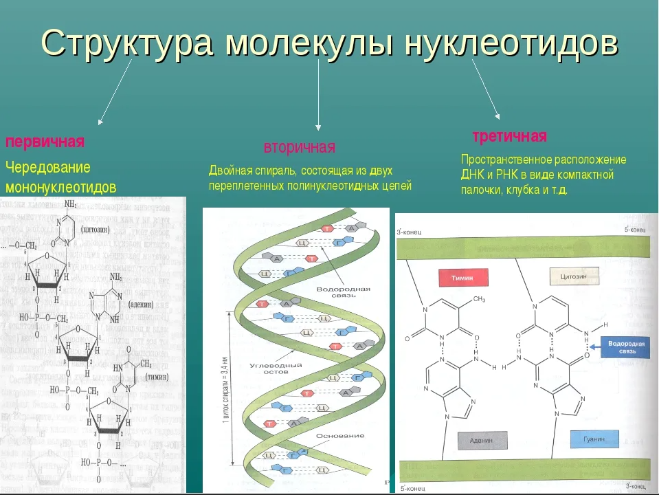 Общее количество нуклеотидов. Первичная вторичная и третичная структура ДНК. Первичная вторичная и третичная структура нуклеиновых кислот. Первичная и вторичная структура ДНК. Первичная структура нуклеотидов ДНК.