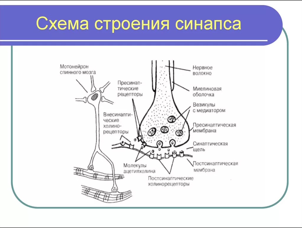 Установите соответствие виды синапсов. Схема строения синапса. Схема строения химического синапса. Строение синапса физиология. Строение синапса рисунок.