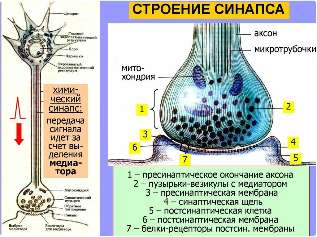 Передача структур функциям. Строение синапса везикулы. Структура химического синапса рисунок. Медиаторы синапсов схема. Структура типичного химического синапса.