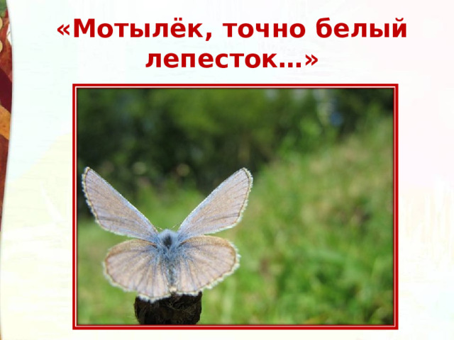 «Мотылёк, точно белый лепесток…» 